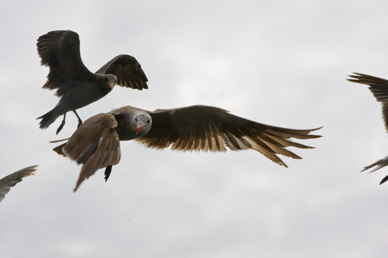 Heermans Gull In Flight